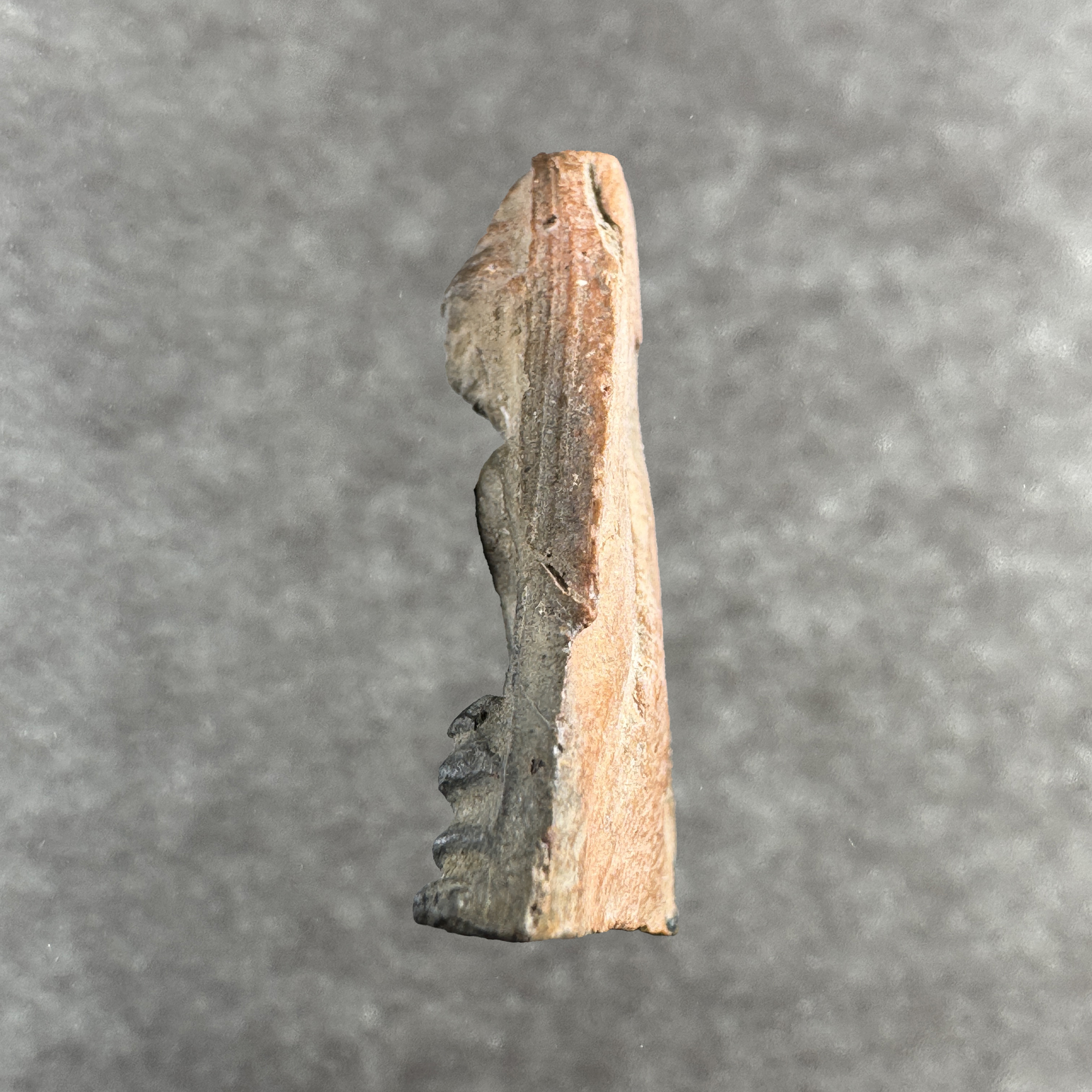 Phra U-Thong Ok Suek Samadi – Run Jong Ang Suek Nuea Din B.E.2510 / A.D. 1967 – Bild 5